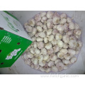 High Quality New Crop 2019 Normal White Garlic